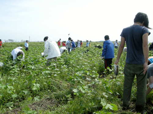 東北コットンプロジェクト　〜パート２