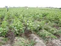 ストリートファッション,ストリートスナップ,ファッションスナップ,across,アクロス,東北コットンプロジェクト,POC,東北